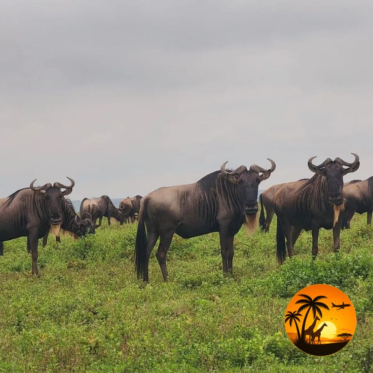 3 Days Maasai Mara Classic Safari