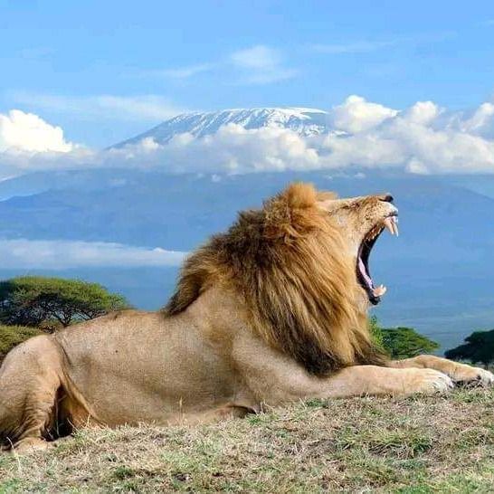 Lions & Elephants