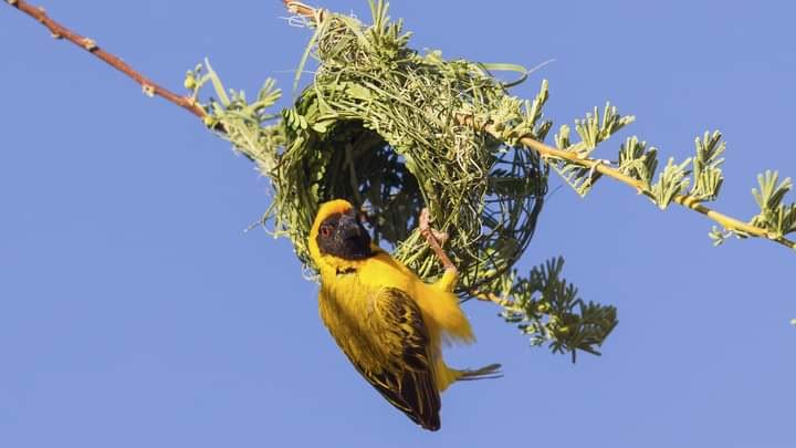 Birding In Kenya A Complete Birdwatching Guide