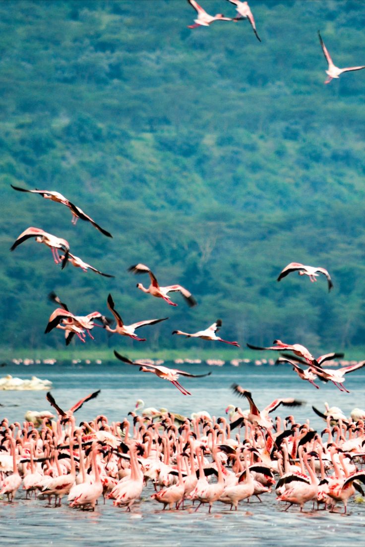 Flamingos In Lake Nakuru