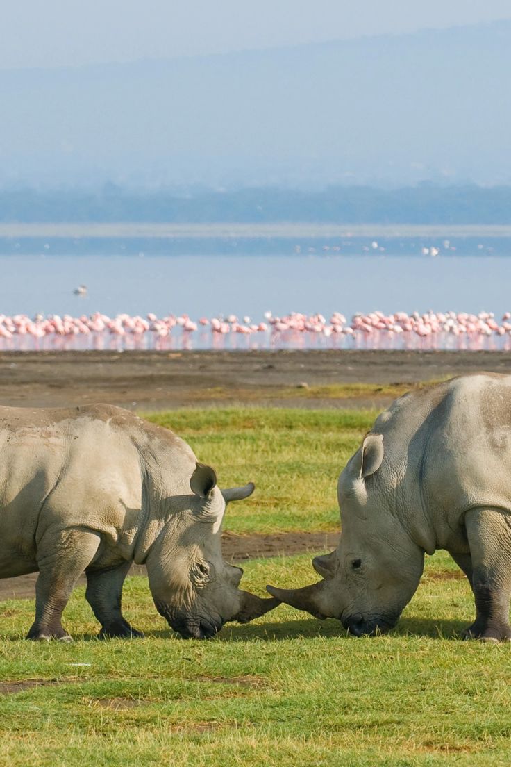 Lake Nakuru National Park