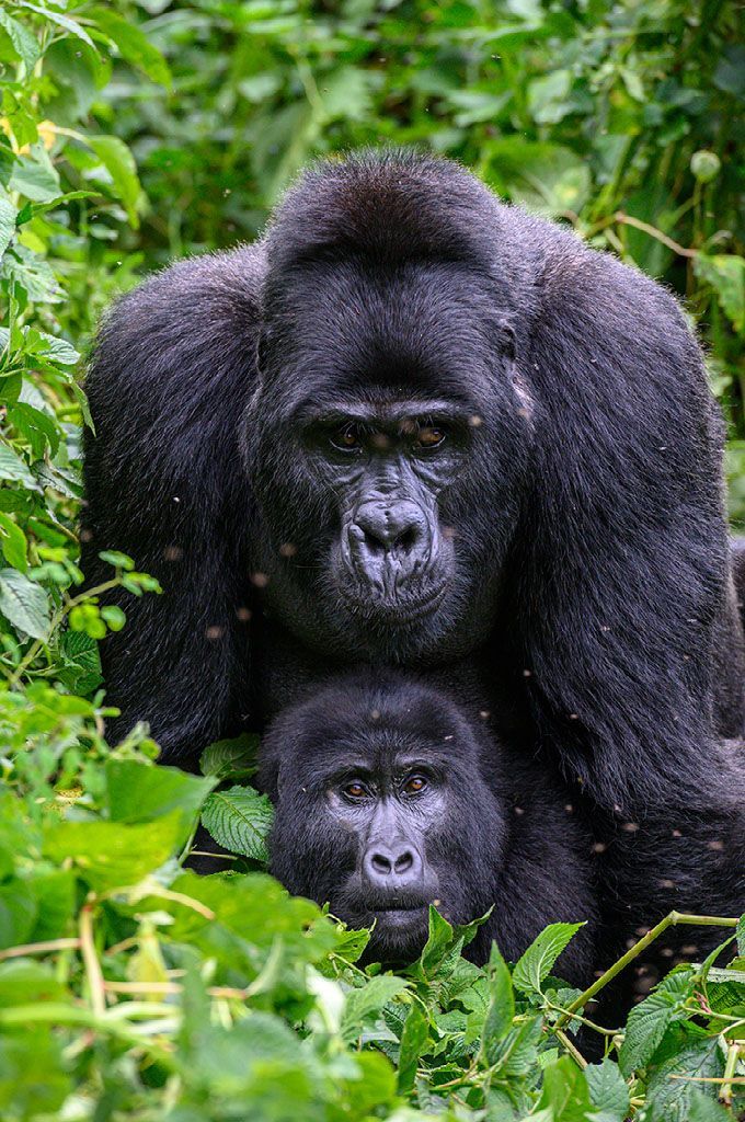 Rwanda National Parks