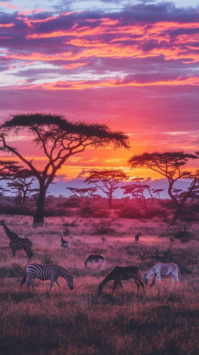 Savanna Sunset Bliss