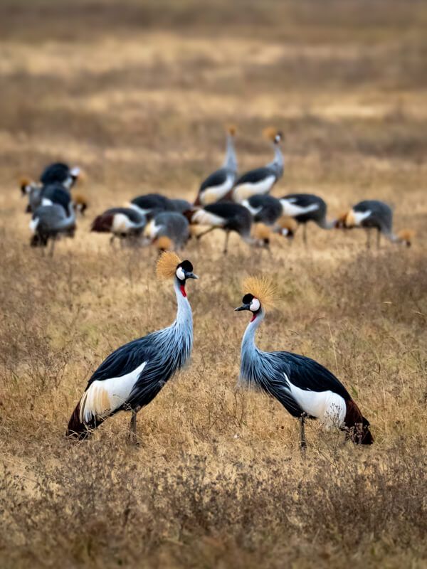 Tanzania Itinerary For 2 Weeks Safari And Zanzibar