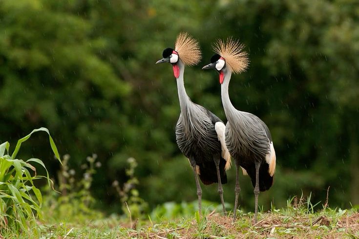 Crested Crown Birds