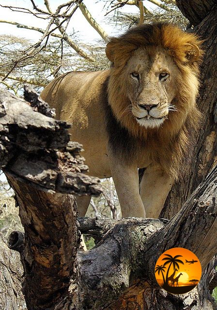 10 Days Tanzania Bush, Beach & Culture Experience