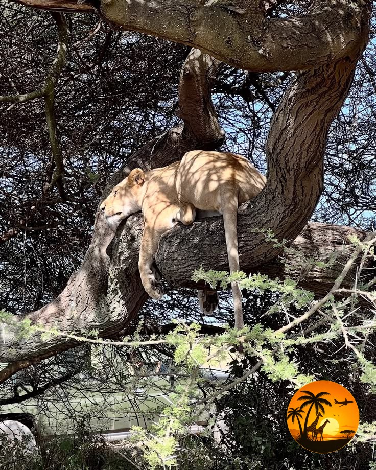 8 Days Maasai Mara, Lake Nakuru & Amboseli Safari – Kenya (Premium Circuit)