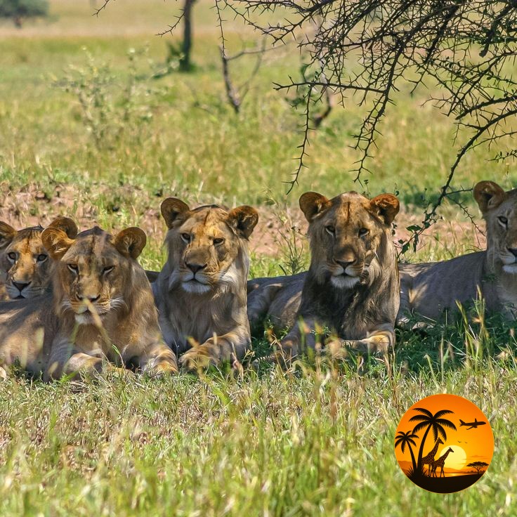 5 Days Maasai Mara & Amboseli Safari – Kenya